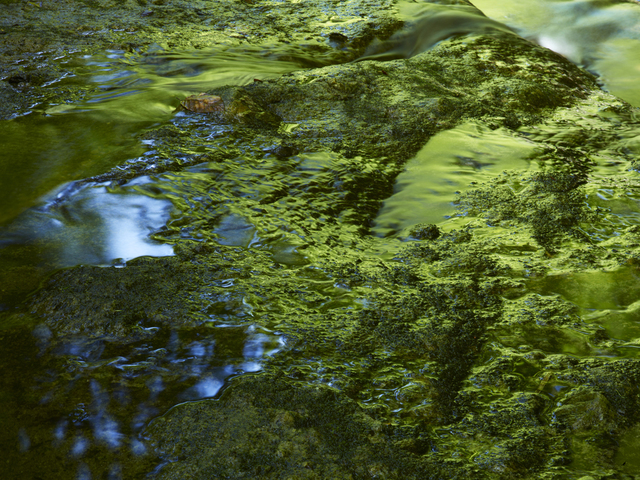 Meiki Lin, ‘Reflection of Green Beech Woods’, 2011, Postmodernism Museum