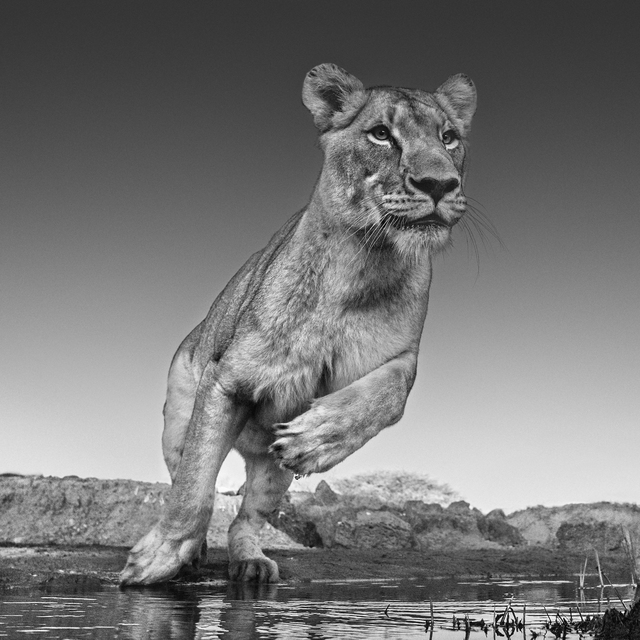 David Yarrow, ‘Emma’, 2017, Photography, Archival Pigment Print, Maddox Gallery