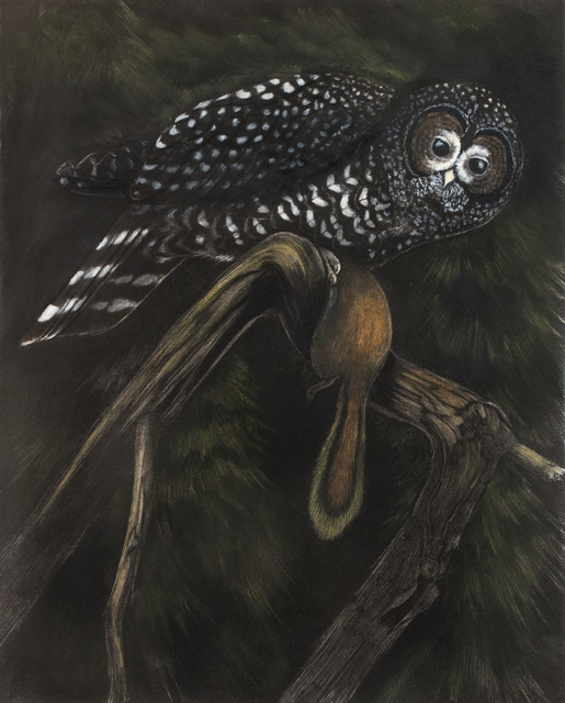 Tony Angell, ‘Capture Spotted Owl’, 2021, Drawing, Collage or other Work on Paper, Lithograph with hand painting, Foster/White Gallery