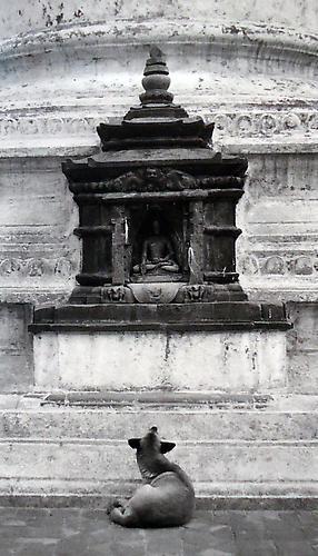 Pentti Sammallahti, ‘Kathmandu, Nepal, (Dog looking up at Buddha)’, 1994, Photography, Gelatin Silver Print, Peter Fetterman Gallery