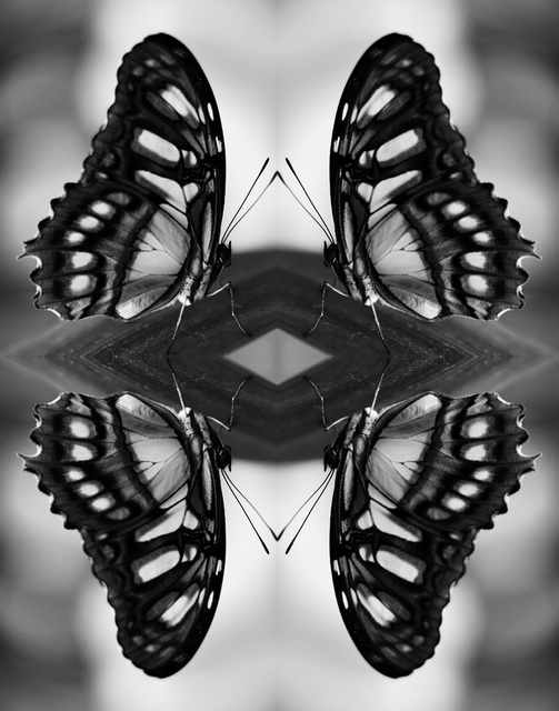 Indira Cesarine, ‘Papiliones No 8 ’, 2016, The Untitled Space