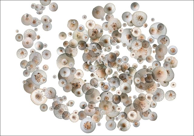 Ysabel Lemay, ‘Genesis ’, 2010 , The Directed Art Modern