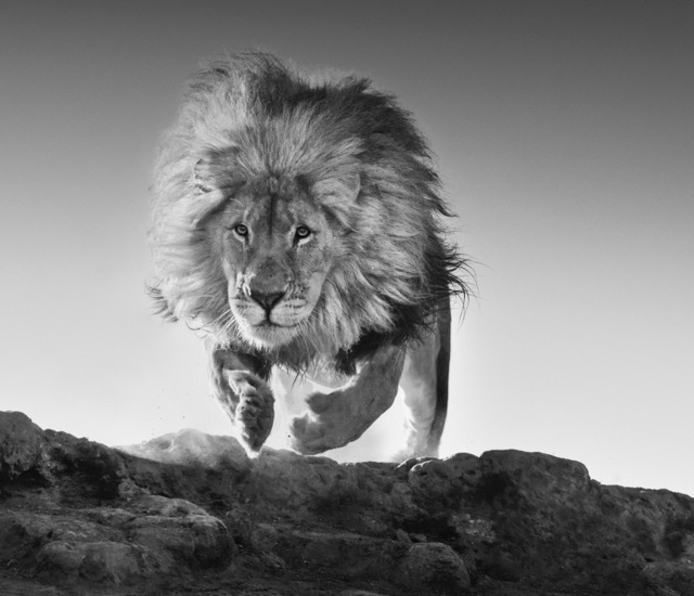 David Yarrow, ‘Hairspray ’, 2017, Maddox Gallery