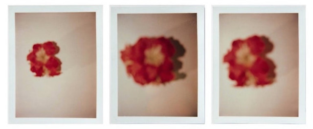 Andy Warhol, ‘Andy Warhol, Set of Three Polaroid Photograph of Flowers’, 1982, Hedges Projects