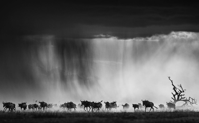 David Yarrow, ‘Exodus’, Photography, Visions West Contemporary