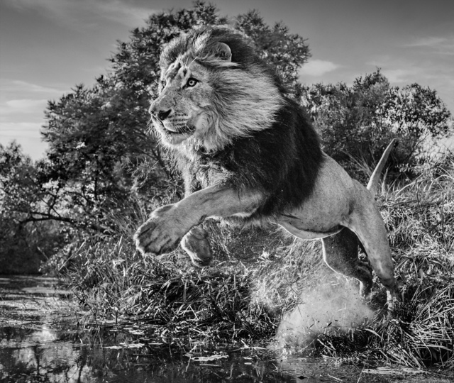 David Yarrow, ‘First Down’, 2020, Photography, Archival Pigment Print, Maddox Gallery