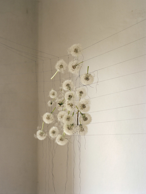 Elspeth Diederix, ‘Dandelions’, 2007, Casemore Kirkeby