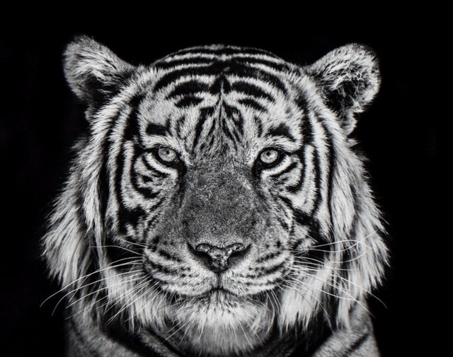 David Yarrow, ‘Rajasthan’, ca. 2019, Samuel Lynne Galleries