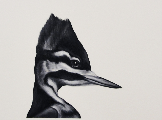 Shelley Reed, ‘Ivory-billed Woodpecker’, Painting, Visions West Contemporary