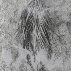 Ilanit Illouz