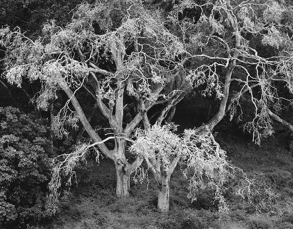 Chip Hooper, ‘Twin Oaks’, 2000, Photography, Silver print, Robert Mann Gallery