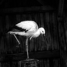 Debbie Fleming Caffery: Portraits of Birds