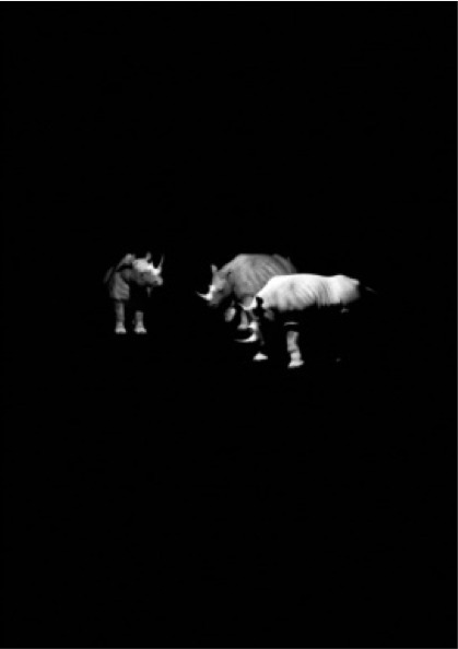Kerem Ozan Bayraktar, ‘Three Rhinos’, 2015, Pg Art Gallery
