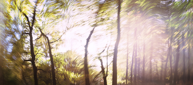 Dominic Pote, ‘Hopwas Woods’, 2014, Photography, Archival prints, Maggio Art Consultancy