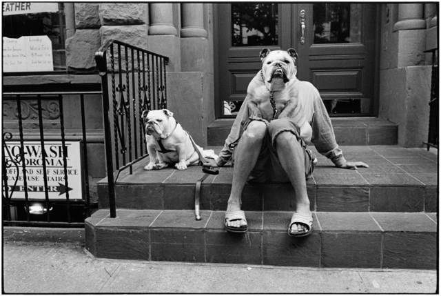 Elliott Erwitt, ‘New York City, 2000 (Bulldogs)’, 2000, Holden Luntz Gallery
