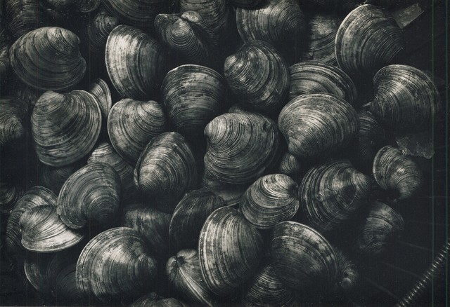 Ron Stark, ‘Untitled (Still Life with Clams)’, 1972, Washington Color