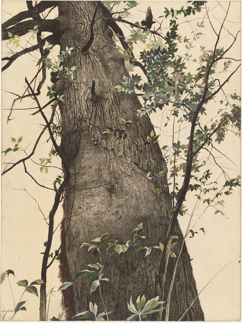 Andrew Wyeth, ‘The Oak’, 1944, Painting, Watercolor on cardboard, Museo Thyssen-Bornemisza