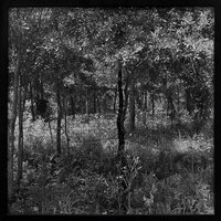 Untitled, from Sea Island Series