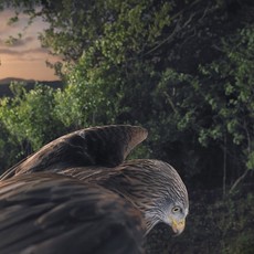 Tim Flach