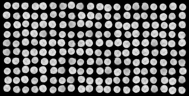 Dornith Doherty, ‘Wollemi Pine Cross Sections’, 2014, photo-eye Gallery