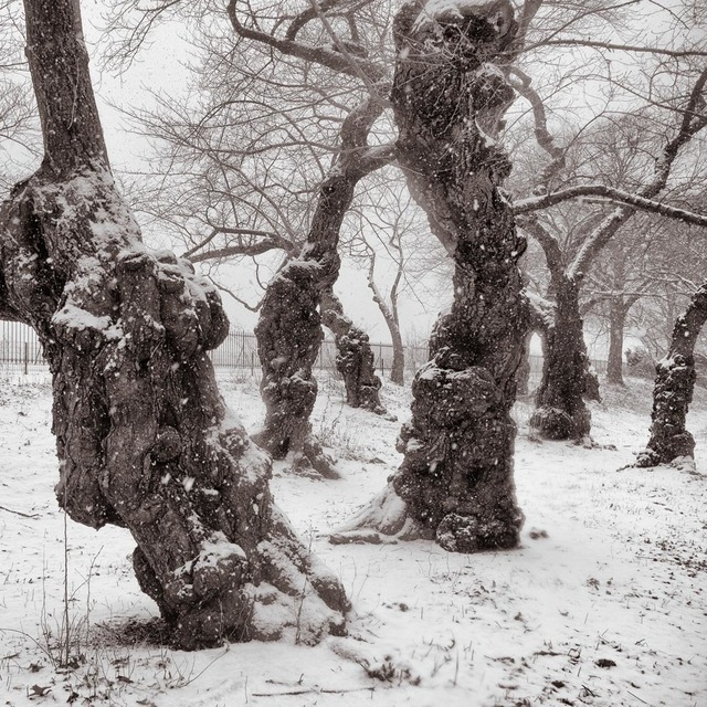 Lee Backer, ‘Yoshino Cherry Trees, Central Park, New York’, ., Photography, Archival pigment print, Soho Photo Gallery