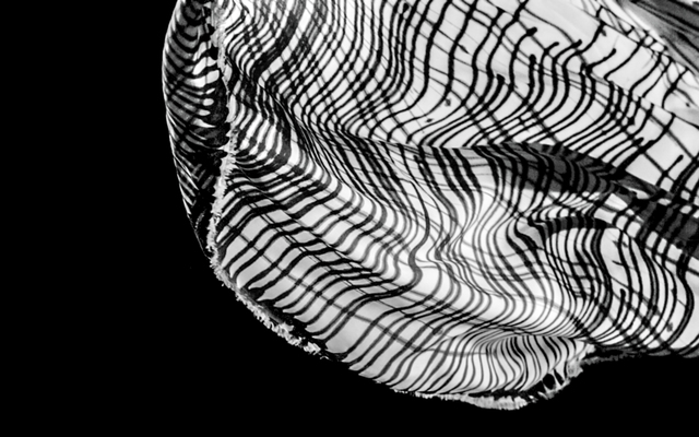 Katja Davar, ‘Airbourne Language’, 2019, Video/Film/Animation, HD video, color, sound, Kadel Willborn