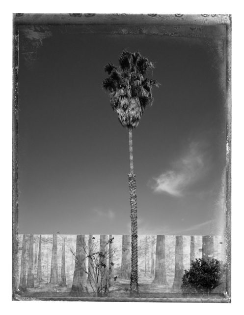 Christopher Thomas, ‘Palm Tree’, 2017, Photography, Pigment print on Aquarelle Arches paper, Galerie XII