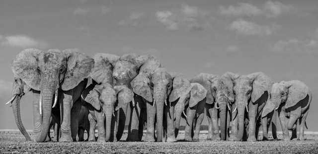 David Yarrow, ‘Defense’, 2019, Photography, Archival Pigment Photograph, Holden Luntz Gallery