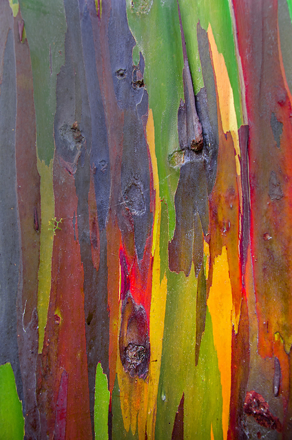 Damián Hernández, ‘Corteza Arcoiris VII’, 2013, Marion Gallery