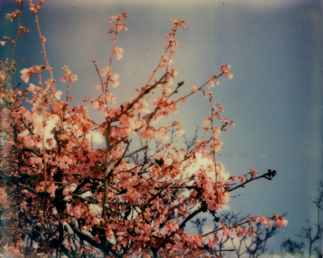 Julia Beyer, ‘Cherry Blossom Skies II’, 2014, Instantdreams