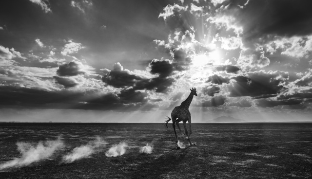 David Yarrow, ‘Heaven Can Wait II’, 2014, Photography, Archival Pigment Print, Hilton Asmus