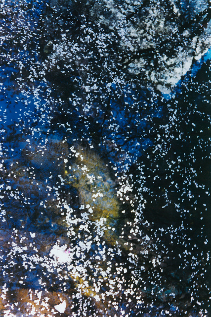 Mika Ninagawa, ‘PLANT A TREE’, 2011, Tomio Koyama Gallery