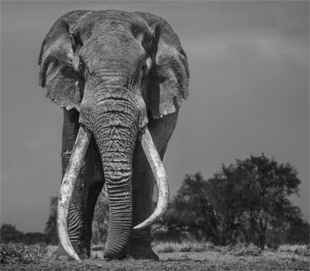 David Yarrow, ‘Colossus’, 2018, Photography, Archival Pigment Print, Hilton Asmus