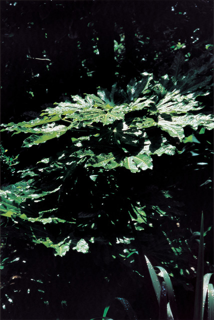 Takuma Nakahira, ‘Why an illustrated human-animal dictinonary #21-187’, 2004, Aki Gallery