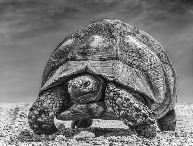 David Yarrow, ‘Chinese Takeaway’, 2019, Photography, Digital Pigment Print on Archival 315gsm Hahnemuhle Photo Rag Baryta Paper, Isabella Garrucho Fine Art
