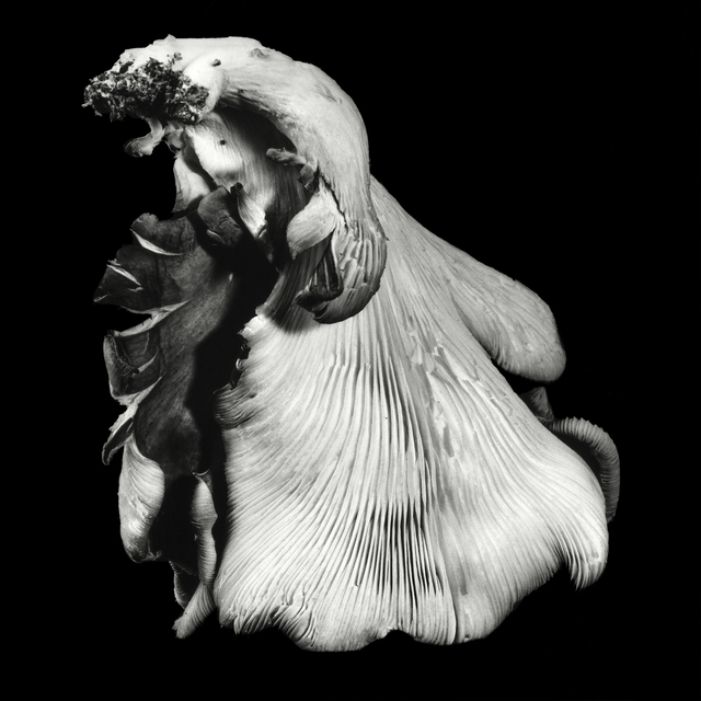 Dale M. Reid, ‘Oyster Mushroom no. 40’, 2016, Photography, Silver gelatin, JL Phillips Gallery