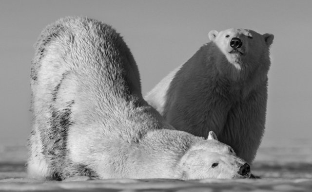David Yarrow, ‘Monday Morning Alaska’, Photography, Kunsthuis Amsterdam