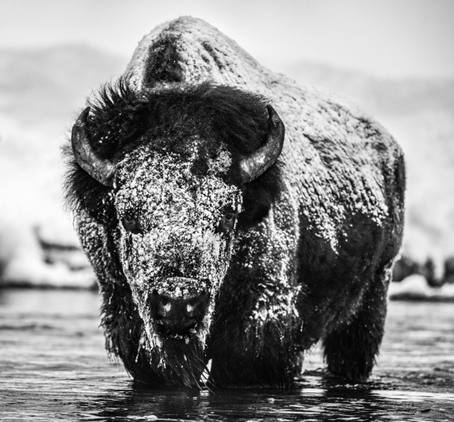 David Yarrow, ‘Boogie Nights’, 2020, Photography, Archival Pigment Print, Maddox Gallery