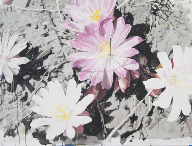Eric LoPresti, ‘Pink and White Lewisias with Silhouettes’, 2016, Elizabeth Houston Gallery