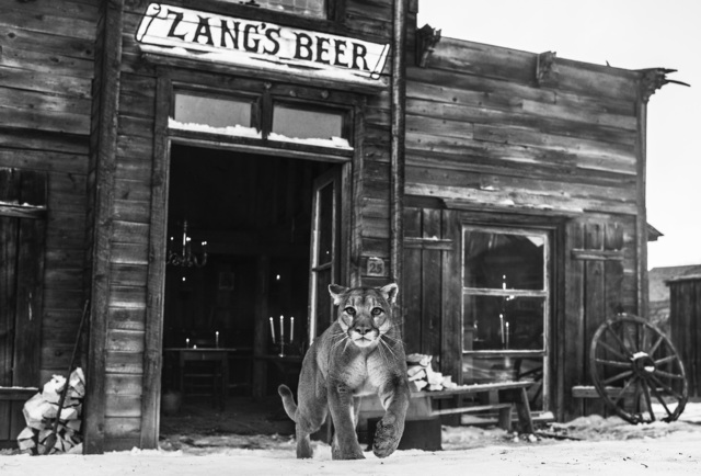 David Yarrow, ‘The Landlord’, 2015, Maddox Gallery