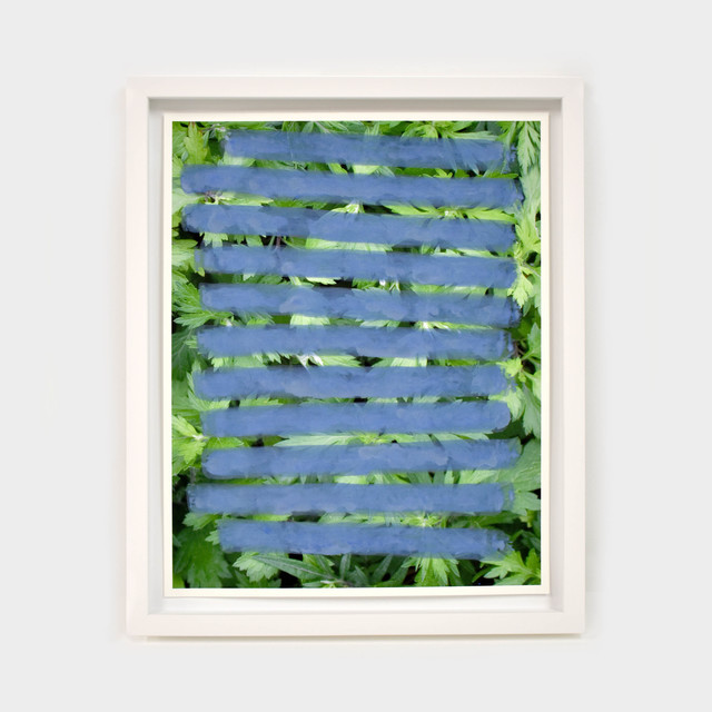 Andrew Dadson, ‘Mugwort (Chrysanthemum weed) Blue’, 2020, Mixed Media, Natural milk paint, biodegradable earth pigments, limestone, chalk, indigo, water on inkjet print, Contemporary Art Gallery