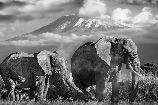 David Yarrow, ‘Kilimanjaro’, 2014, Isabella Garrucho Fine Art