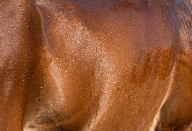 Wet Horse
