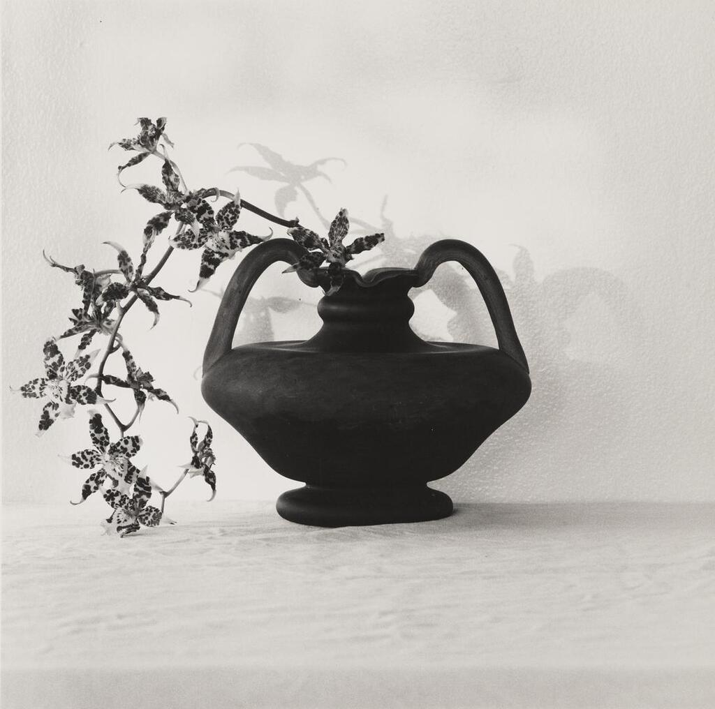 Robert Mapplethorpe - Orchids