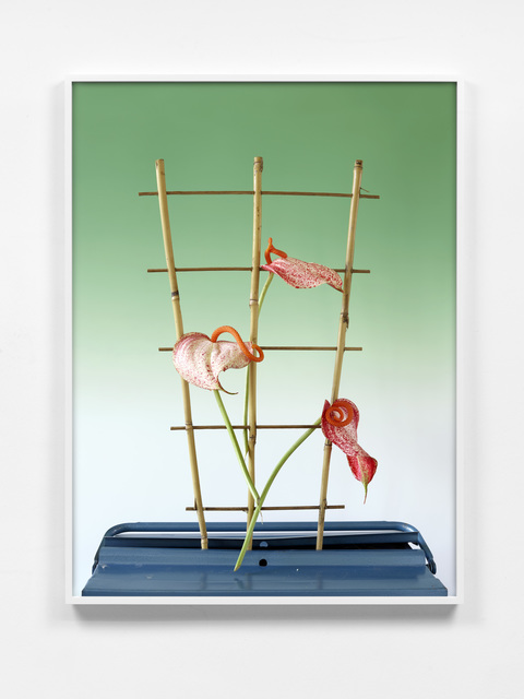Annette Kelm, ‘Lilly #1’, 2018, Photography, Archival pigment print, KÖNIG GALERIE