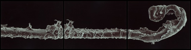 Gary Schneider, ‘Genetic Self-Portrait Hair’, 1997, MARQUEE PROJECTS