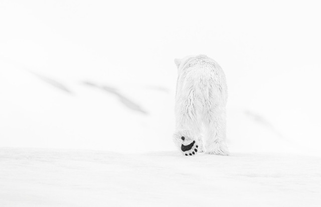 David Yarrow, ‘78 Degrees North’, ca. 2017, Photography, Archival Pigment Print, Samuel Lynne Galleries