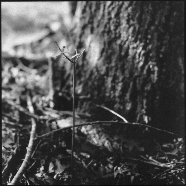 Denise Oehl, ‘Mighty Twig’, 2018, John Davis Gallery