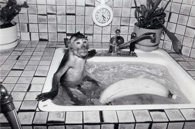 Robin Schwartz, ‘Shibu, Crab Eating Macaque, male, 1 year old’, ., Photography, Archival pigment print, Aperture Foundation