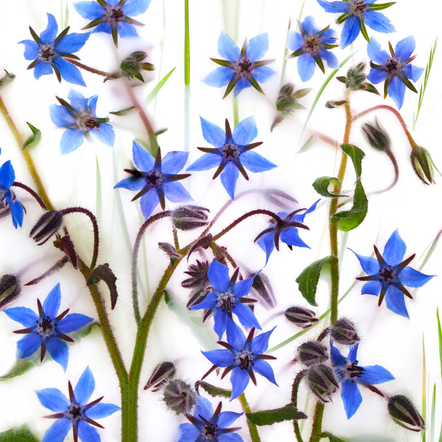 Borage Borago  Officinalis